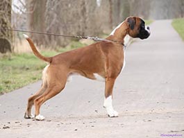 Quintano vom Hause Rehberg