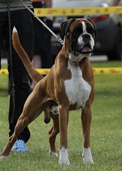 El-Chapo vom Katterforst