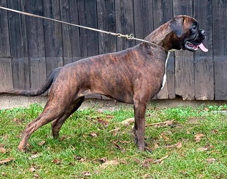 Philadelphia vom Hause Rehberg