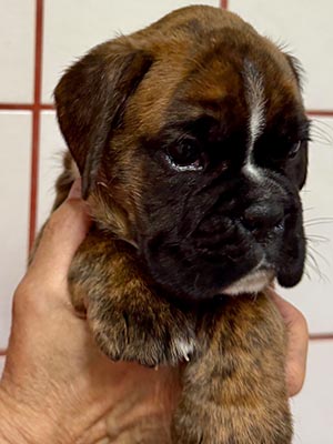 Welpe 5 Wochen